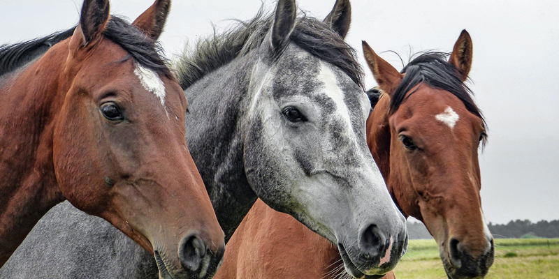 Estos caballos bien podrían haber valido una final de Champions League (Pixabay)