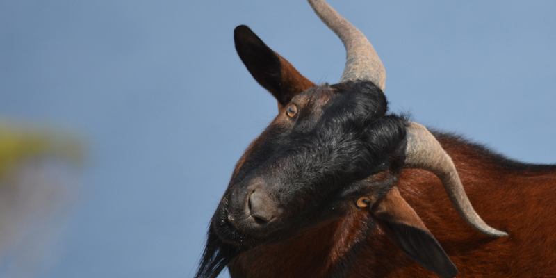 Esta cabra puede ser la solución para tus músculos (Pixabay)