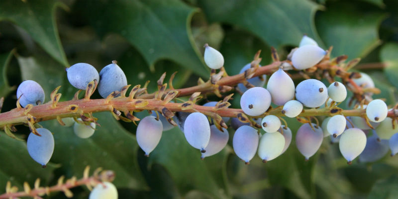 La uva de Oregón es muy apreciada para aliviar problemas de piel (Pixabay)